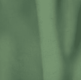 Seaweed